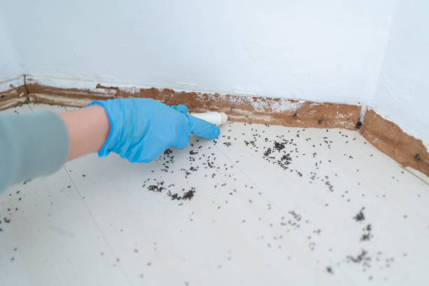 Best Pest Control for Restaurants  in Derry, PA